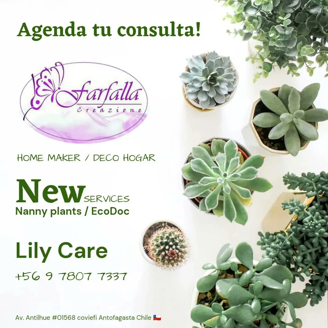 FarfallaCoviefi's tweet photo. 📢Ahora..*New services*
Nanny plant/Eco Doc🍀
Regalar Vida y Naturaleza es Regalar Amor ❤️
🦋Farfalla Creazione🦋
Home maker, Deco Hogar.💪
Terrarios🌵Cactus Suculentas
Contáctanos 📲+56978077337
📍Visítanos
Av. Antilhue 01568 - Coviefi Antofagasta #Cactus #Suculentas #Terrarios https://t.co/CeYI1QvNnM