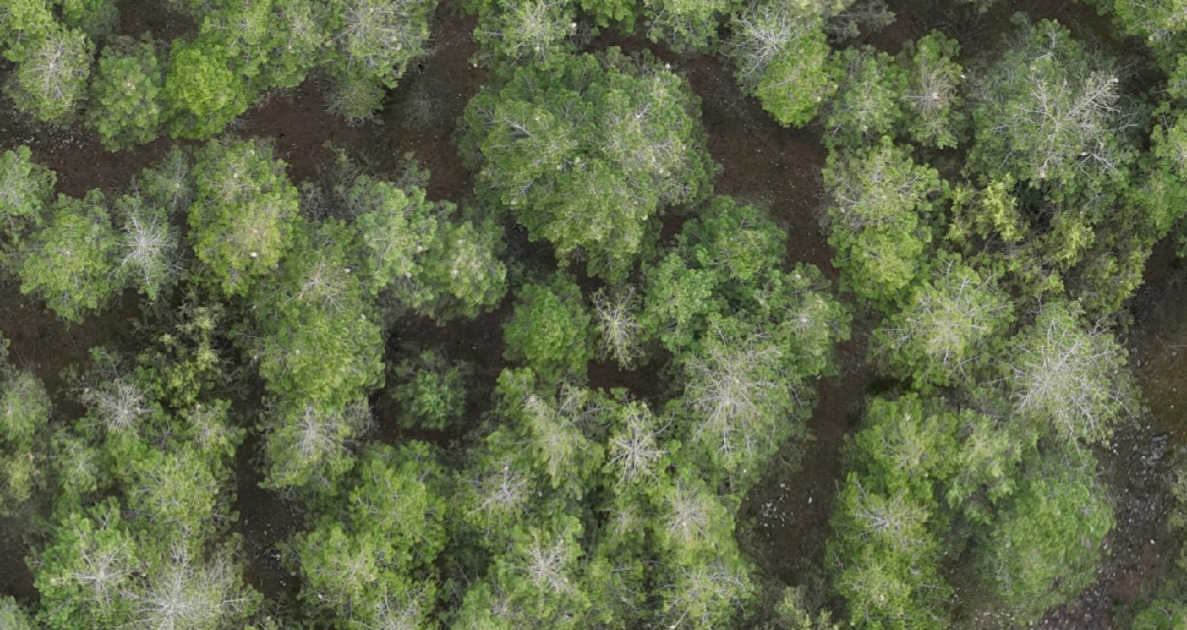 GabriSanguesa's tweet photo. Effects of pine processionary defoliations on Pinus nigra. Stunning picture derived from our drone flights led by @pacu_rodriguez. The best is coming.
#PROWARM project https://t.co/wwy2wiEArB