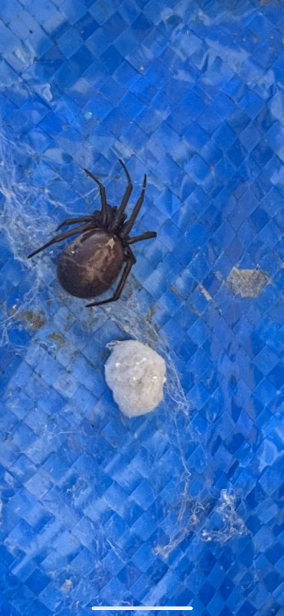 ECCENTRICANTIQ's tweet photo. @BritishSpiders is this a false widow ? She has a sack of eggs ready to go https://t.co/PV44qr8oUc