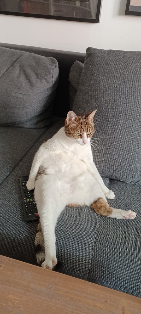 Flitzi6's tweet photo. @kattascha 🤷🏻‍♂️🐈 https://t.co/ESKxWIjTts