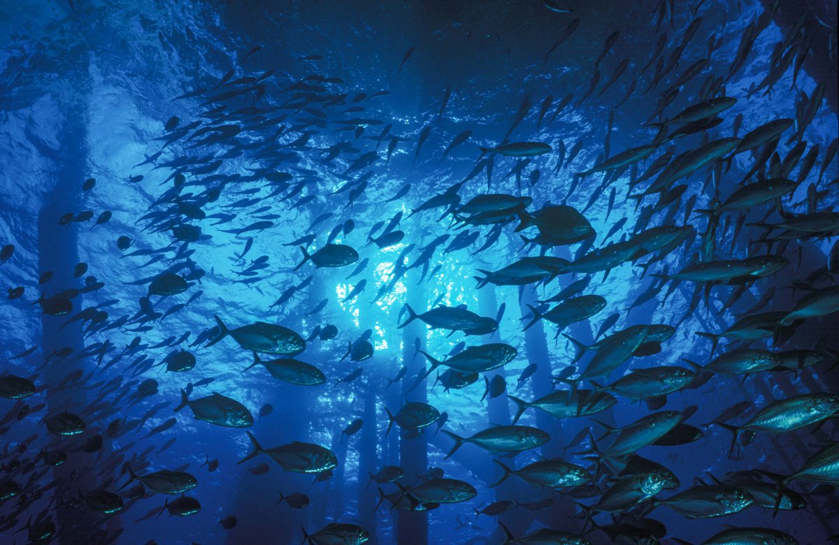 ________ tweet media