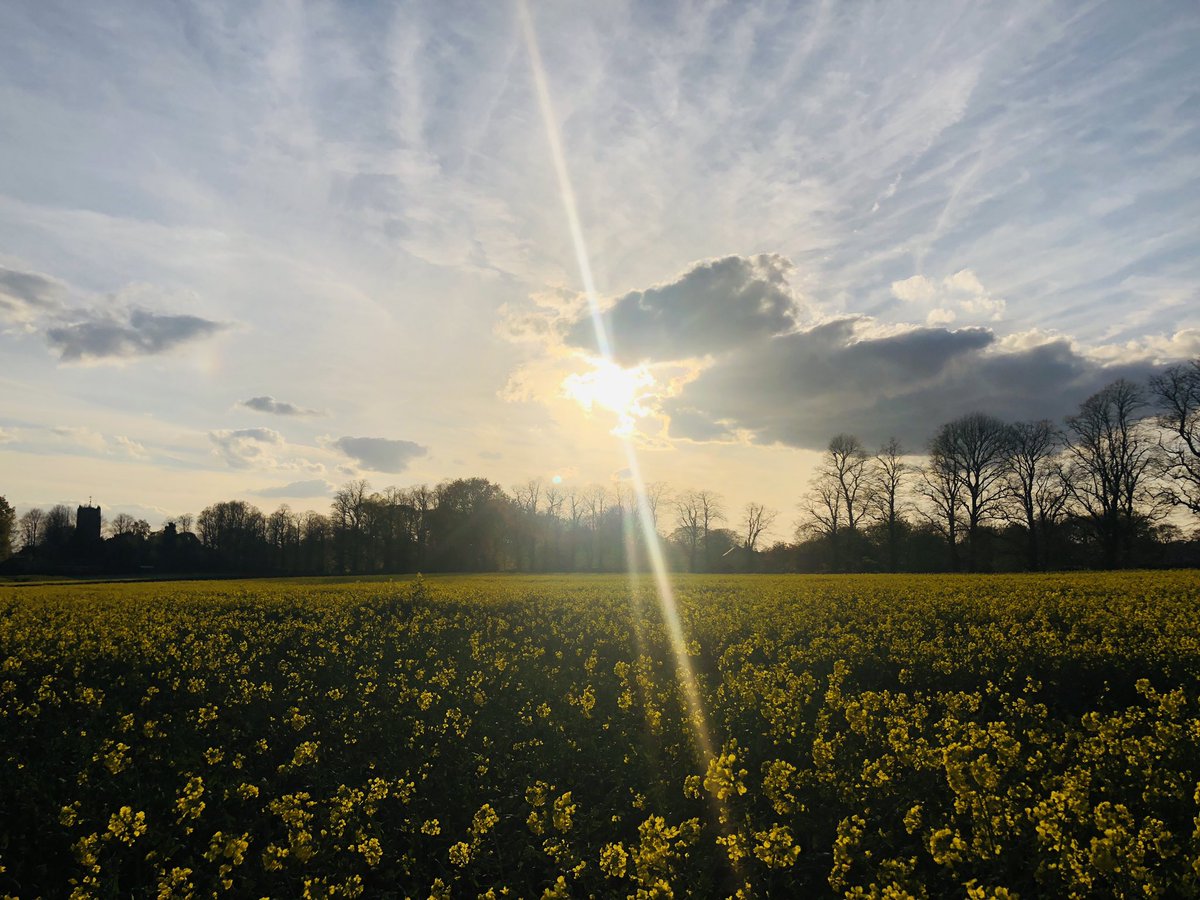 Managed to get out for a quick evening bimble. It’s a lovely evening out there 😊

#Cheshire #nature #yellow #oilseedrape