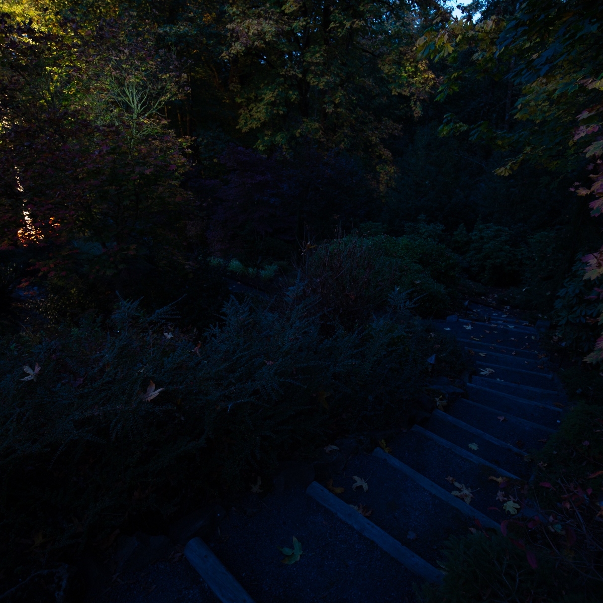 WA_OutdoorLight's tweet image. Before and after lighting the stairs and landscape. 

#landscapelighting #outdoorlighting #pathlighting