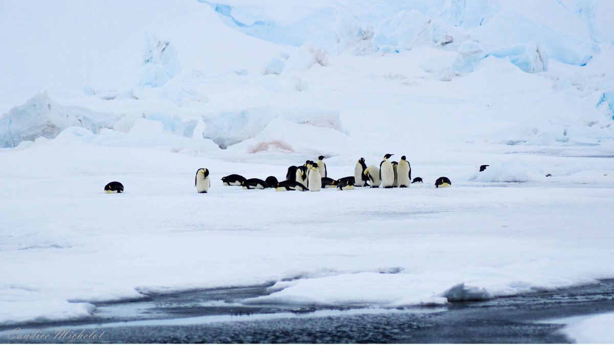 Candice_Mic's tweet photo. Happy #WorldPenguinDay 🐧🐧🐧
More than 5 years ago I was in East Antarctica, surrounded by these fascinating creatures! Time flies so fast (not like these animals! ... Penguin Day Joke... ) https://t.co/U33lHA8Udc