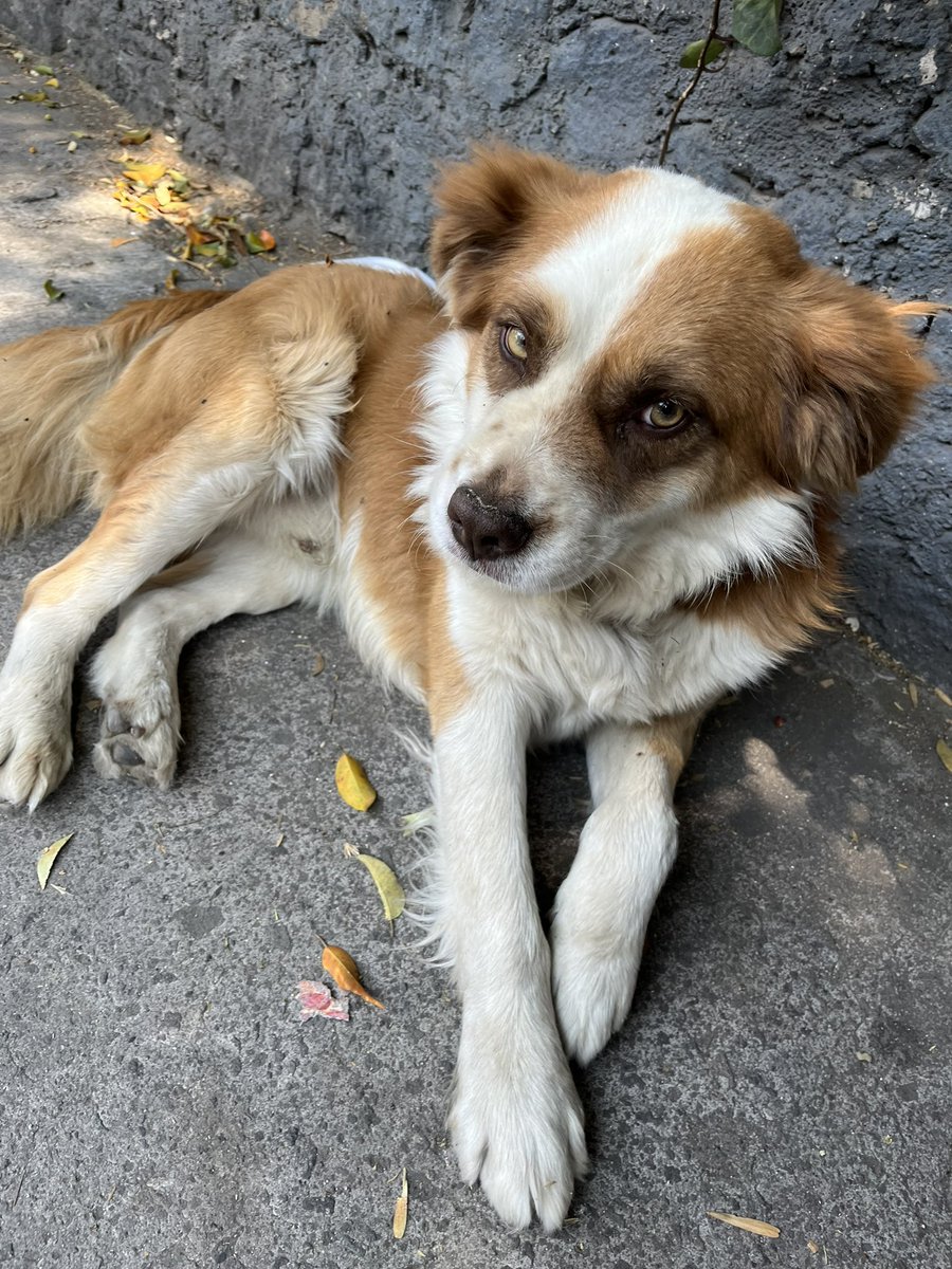 reevesmason1's tweet photo. RT @SSanfons: Holi encontré este perrito a las afueras del Hospital Ángeles del Pedregal, se ve que está bien cuidado entonces posiblemente esté extraviado (espero no lo hayan abandonado).  Plis RT @FundacionToby @PrrosPerdidosMX @TlalpanVecinos @ALaMagd… https://t.co/fxv2Vvt3Z3