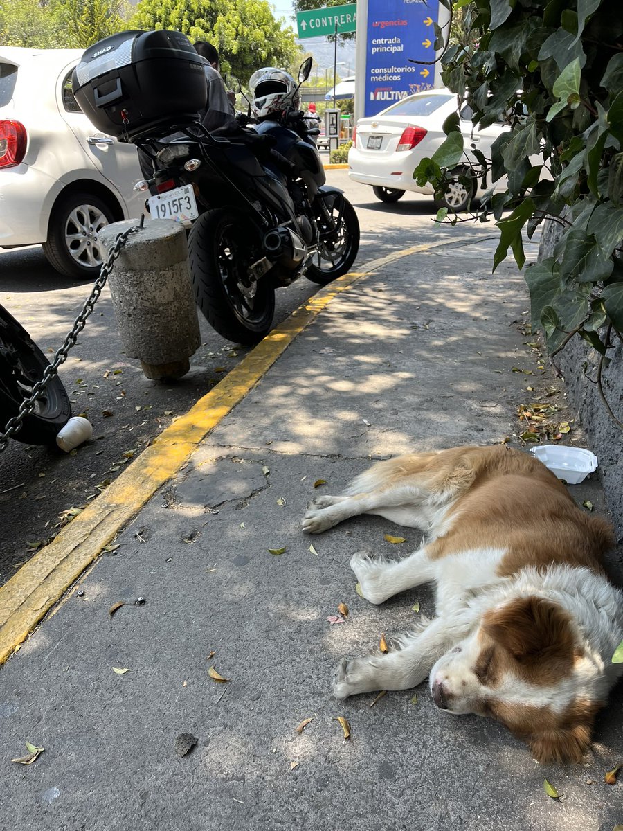 reevesmason1's tweet photo. RT @SSanfons: Holi encontré este perrito a las afueras del Hospital Ángeles del Pedregal, se ve que está bien cuidado entonces posiblemente esté extraviado (espero no lo hayan abandonado).  Plis RT @FundacionToby @PrrosPerdidosMX @TlalpanVecinos @ALaMagd… https://t.co/fxv2Vvt3Z3