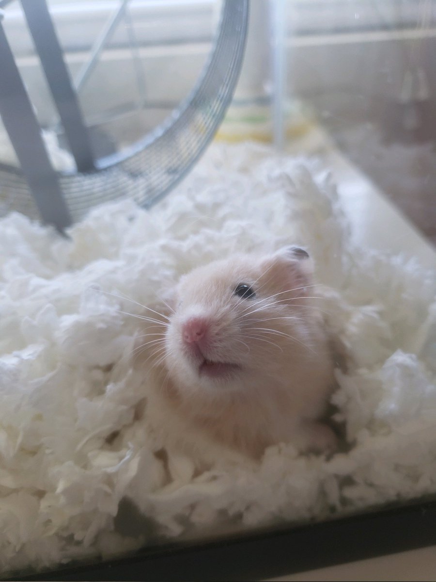 Rip Hammy.. Our whole family loves you.. You were a wonderful pet love you Hammy #pets #RIP #flyhigh