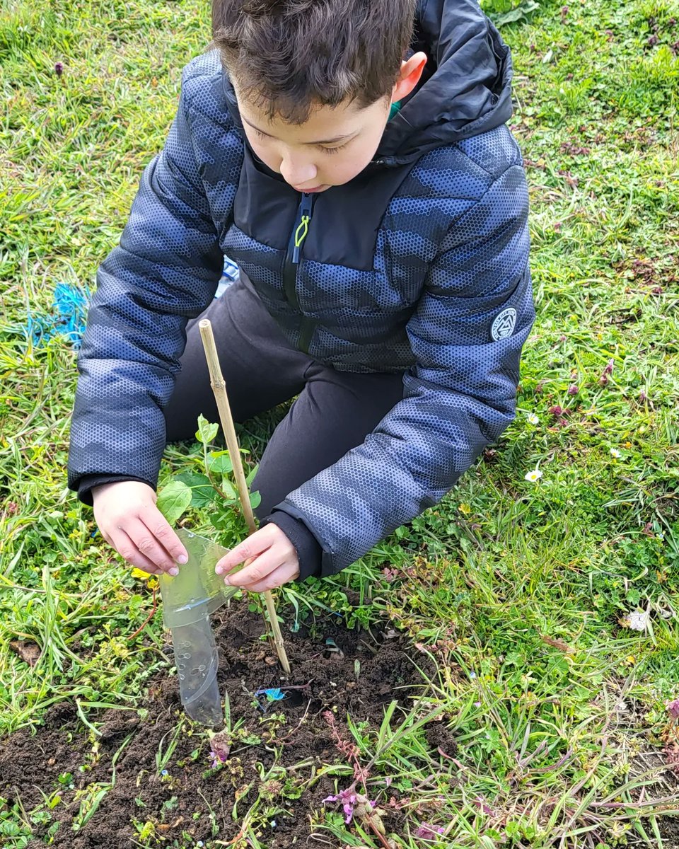 CHForestschool's tweet photo. Let the tree planting commence 🌲🌳 Thank you @WoodlandTrust for our tree saplings. The children have really enjoyed being part of this project and having a positive impact on protecting our environment 👏 https://t.co/1lspIzDYRS