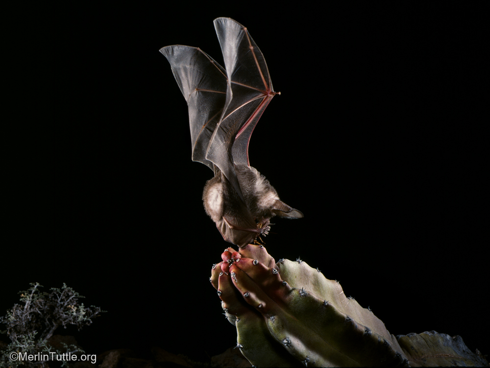🤩 A California leaf-nosed bat (Macrotus californicus) catching a cricket in Mexico. They’re scooping the bug up with their tail to consume it in flight! #batsarecool #thanksbetobats #savethebats #helpingbatshelpspeople #organicpestcontrol #nobugsthanks #worldhealth #publicheal