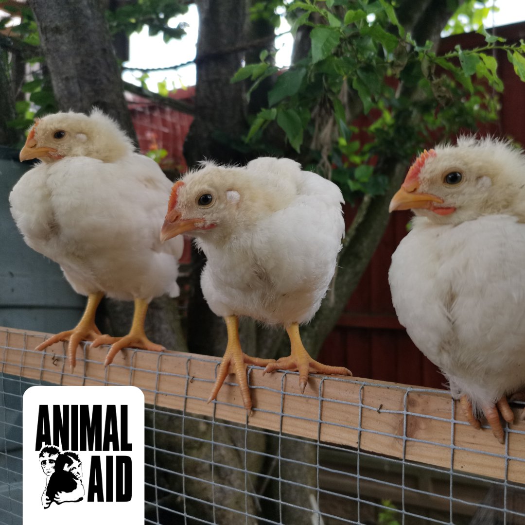 We're calling on the Department for Education to remove 'chick hatching' projects from curriculum guidance and to choose more educational and ethical options, such as nest webcams. Click to help 🐥

animalaid.org.uk/hatching-proje…

#ChickHatching #SchoolResources #NestWebcams
