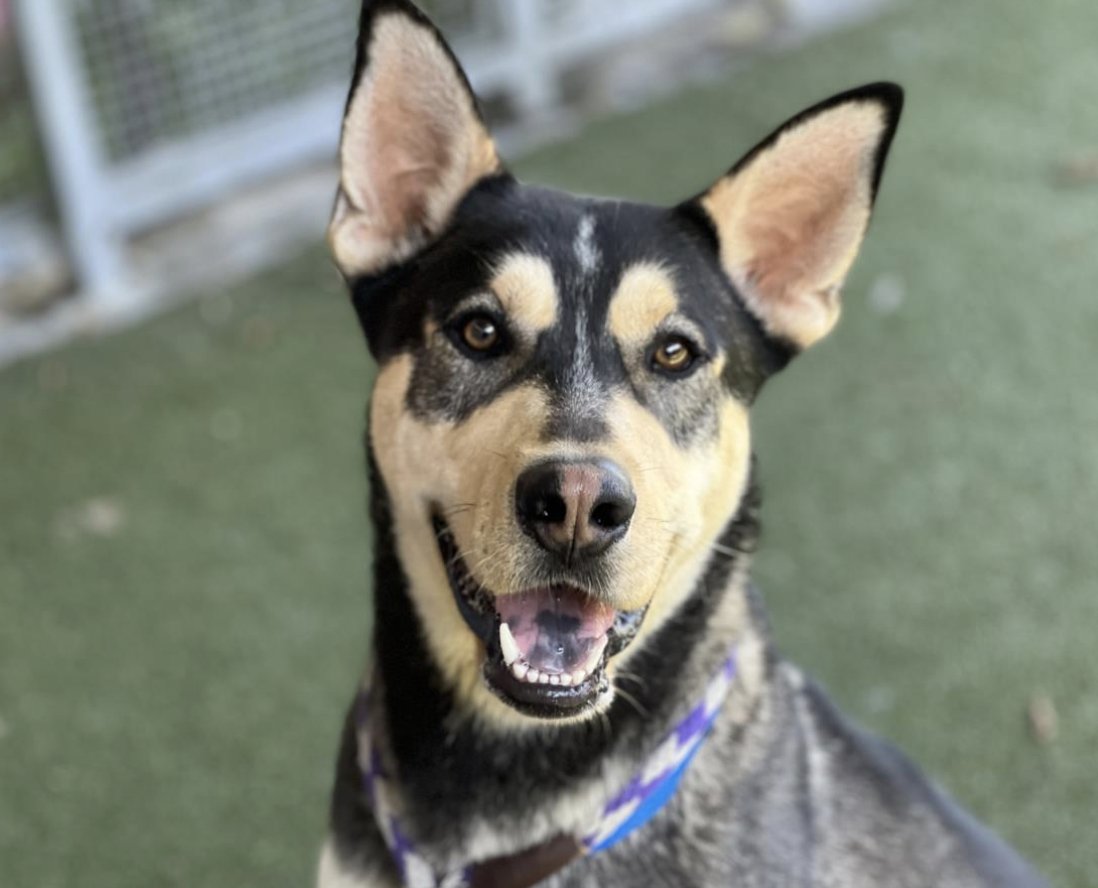 LA Animal Services tweet media