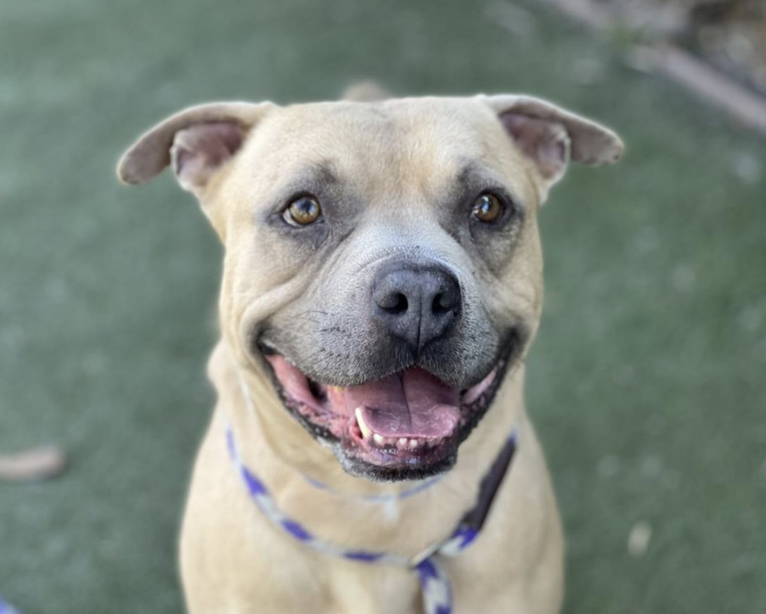 LA Animal Services tweet media