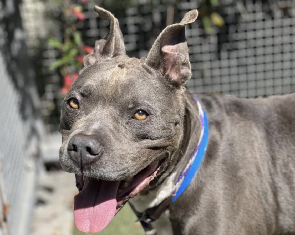 LA Animal Services tweet media