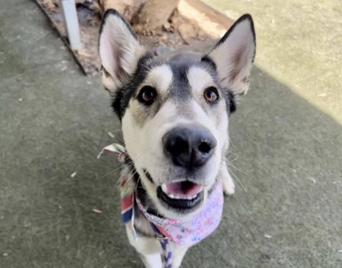 Meet Brownie (#A2072087), Iron Man (#A2072090), Beam (#A1370586), and Jessie (#A2067365)! 🐶 Visit our Chesterfield Square Center to meet any of our adoptable dogs! Our Centers are open today without appointments until 5PM! 🐾 #lacitypets #adopt #foster #dogsofLA #adoptdontshop