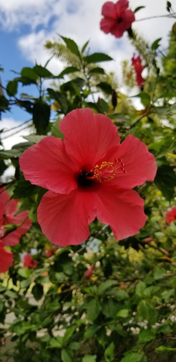 JeanEmmanuel_HI's tweet photo. Beautiful red hibiscus, Mililani, HI
#flowers #hibiscus #Hawaii #beautiful #Aloha #808life #hibiscus #tropicalvibes https://t.co/k9jPzs2955