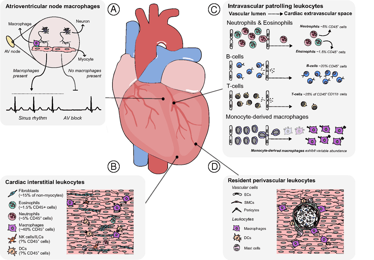 #BriefReview by @luigiadamomdphd @hopkinsheart discussing “Myocardial Immune Cells: The basis of #cardiacimmunology” | #ReadTheJI #immunology #tolerance 👉 ow.ly/TuXJ50NNthj