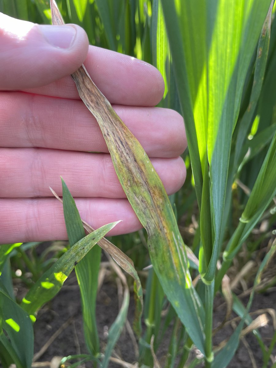 Mathew Barnes tweet media