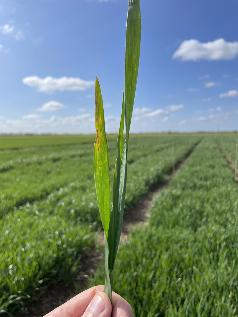 Mathew Barnes tweet media