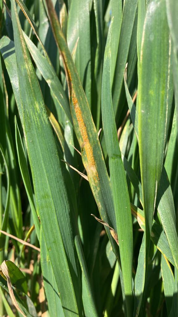 Mathew Barnes tweet media