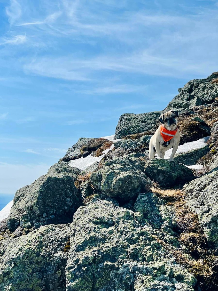 BostonDotCom's tweet photo. 4 paws and 4,000 feet: 9-year-old pug conquers the New Hampshire 48 https://t.co/L4HDJNt7b7 https://t.co/petAUZqvif