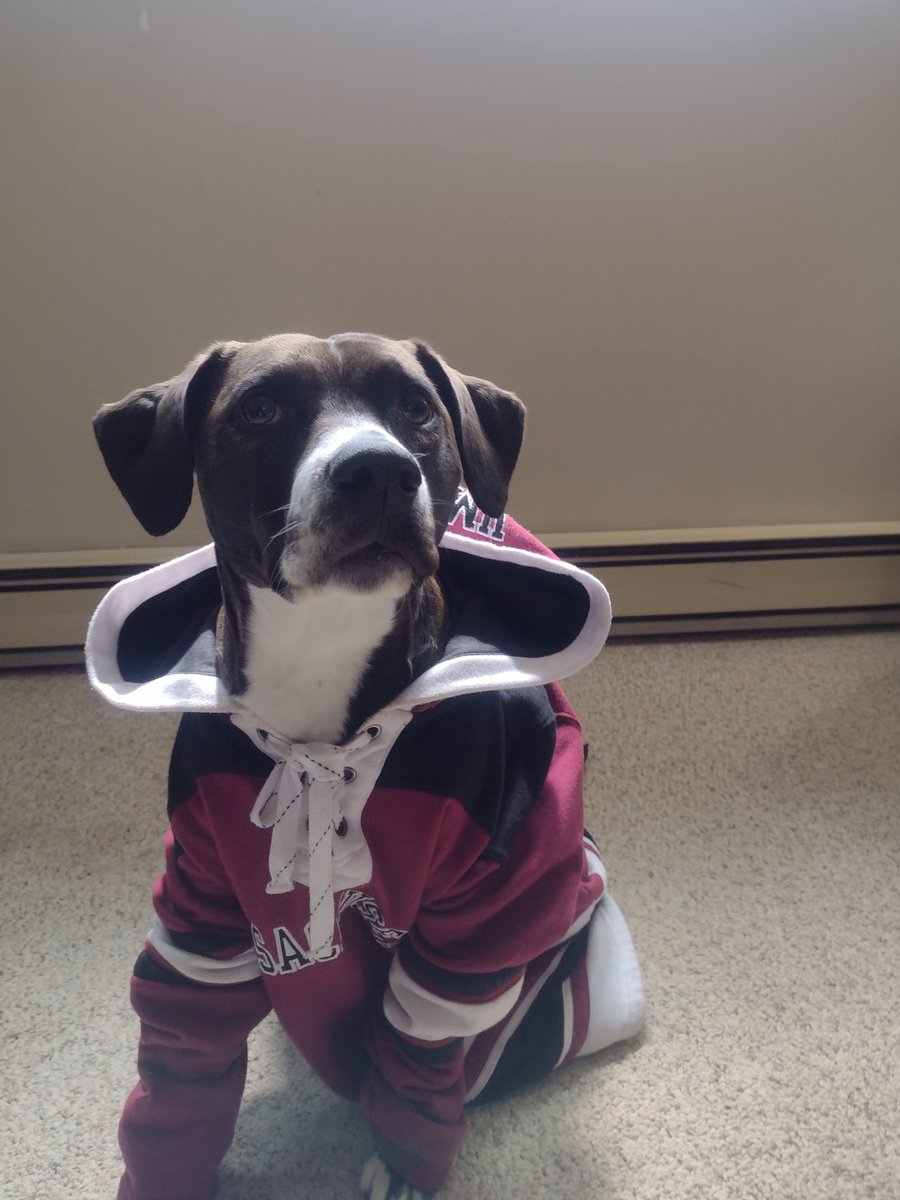MandyMonkey02's tweet photo. Hey friends &amp; doggo fans,

#UmassGives starts tomorrow! I'll send the #fundraiser link later, but this year the Comparative Primatology Lab @UMass_anthro @SBS_UMass is fundraising to help support scout #education initiatives for our wonderful team @KindaCamp  @kasankatrust
🐒🇿🇲 https://t.co/6HCCSYpnZR