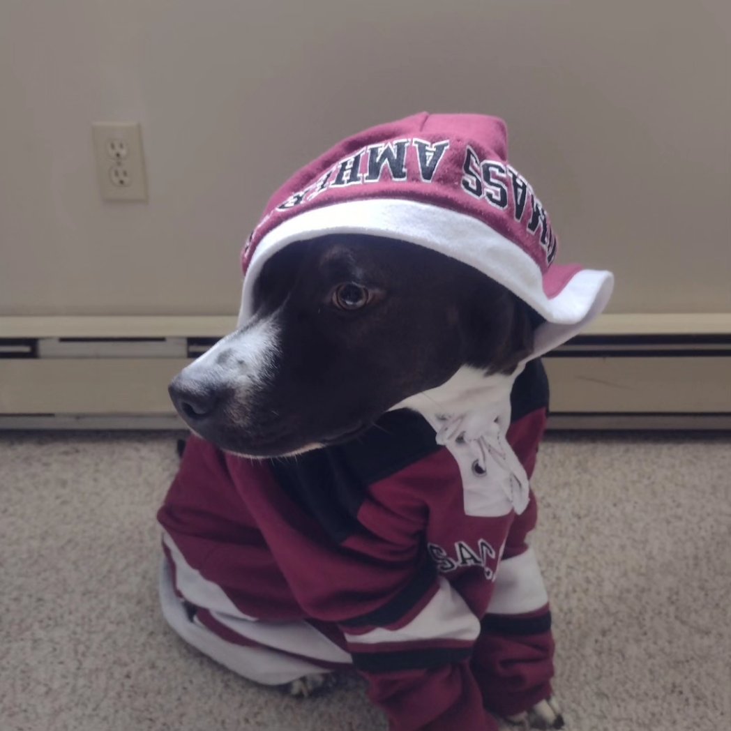 MandyMonkey02's tweet photo. Finally, enjoy more Tallulah pix 
#unofficial #mascot of #umass #minutemen rocking "her" @umasshockey hoody 🤣 https://t.co/ihTa4kbnTu