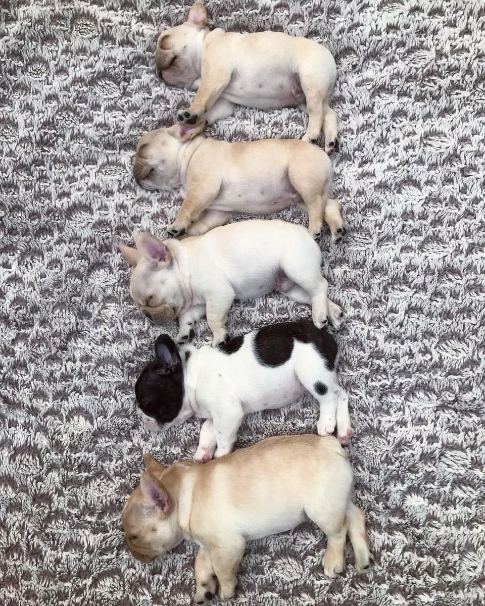 #frenchbulldog #Frenchie #dogsoftwitter