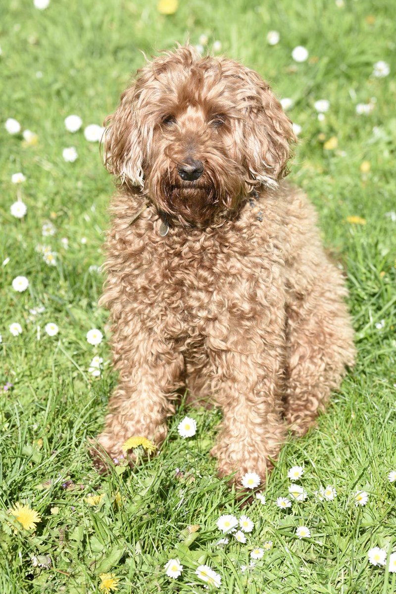 Lieve Sam #australianlabradoodle