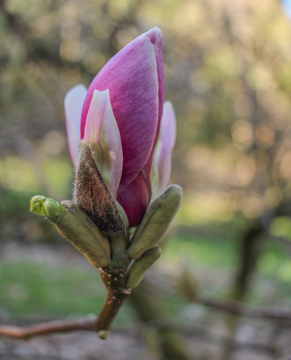 Although spring has felt later than ever this year, our gardens are finally waking up and some favorite magnolia trees are starting to bloom! What are you most looking forward to in your garden after our long winter?