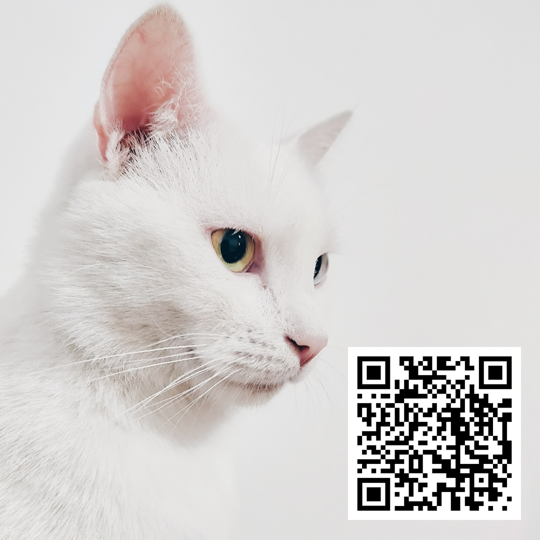 Want to know how to give CBD oil to your cat? Use the QR code in today’s post to learn how. 
#cats #cbd #catsandcbd #cbdoil #petproducts #certifiedorganic #nongmo #organiccbd #4fathersorgranics