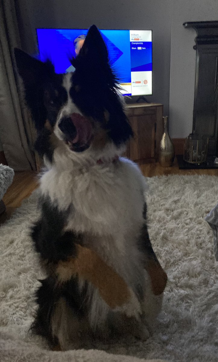 ColliBentley's tweet photo. #tongueouttuesday you say? https://t.co/5yNLlLO0CJ