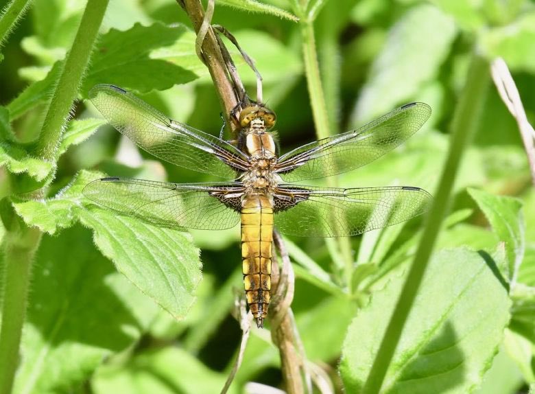 wheeler_jo's tweet photo. First broad bodied chaser of the year today in my garden 💚@BDSdragonflies https://t.co/vqQ92UBuZh