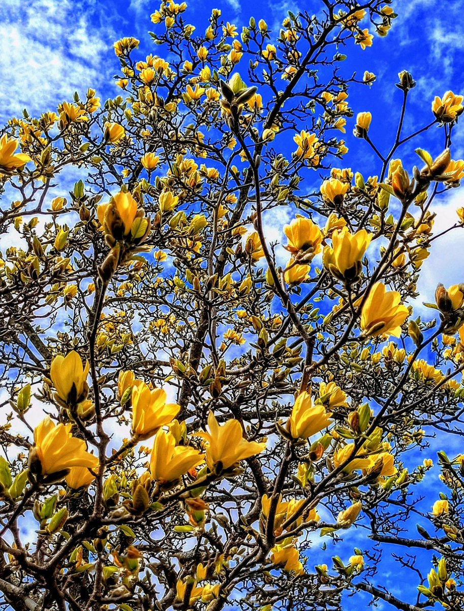 My magnificent Magnolia 'Butterflies' is just about to unfold her golden glow!  Oh my!
💛💛💛💛💛💛
destinationcharming.com 
#magnolia #garden #spring