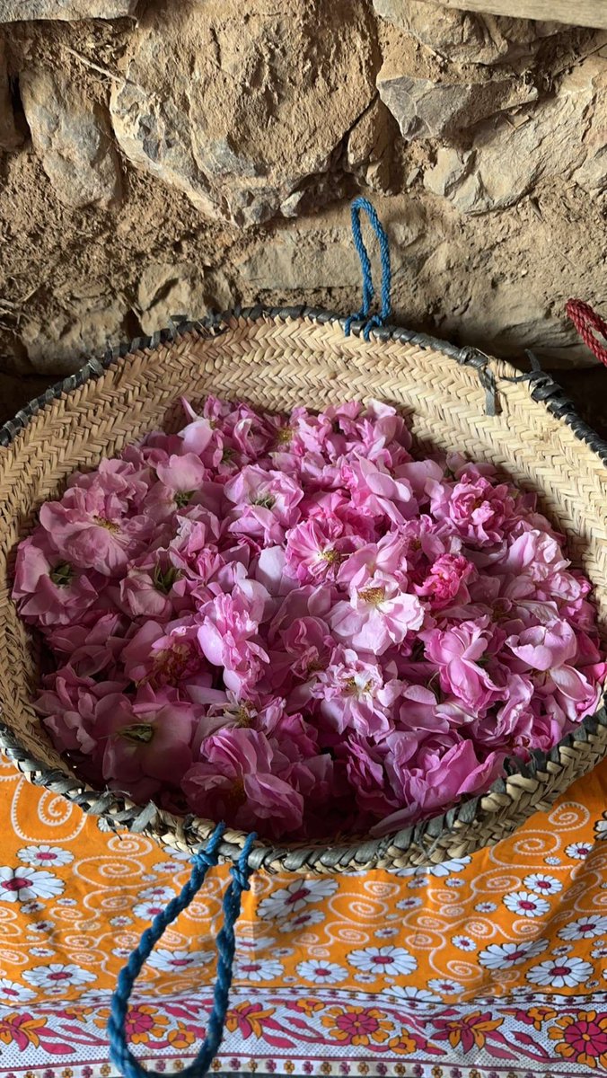 Anood_allbinali's tweet image. - I’m fallen in love Muscat 📍❤️☀️
موسم الورد المحمدي في عمان 🌸
#Dimaniyatisland #Snorkeling #RoseWater 🏝️🤿