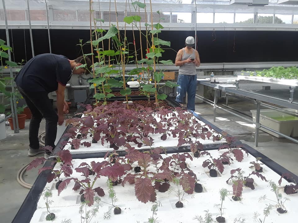 CTStateNV's tweet image. Are you interested in growing plants or sustainable living? Contact Program Coordinator, Christopher Tuccio at ctuccio@nv.edu to learn more about the Horticulture Program