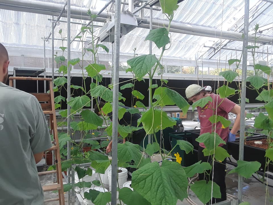 CTStateNV's tweet image. Are you interested in growing plants or sustainable living? Contact Program Coordinator, Christopher Tuccio at ctuccio@nv.edu to learn more about the Horticulture Program