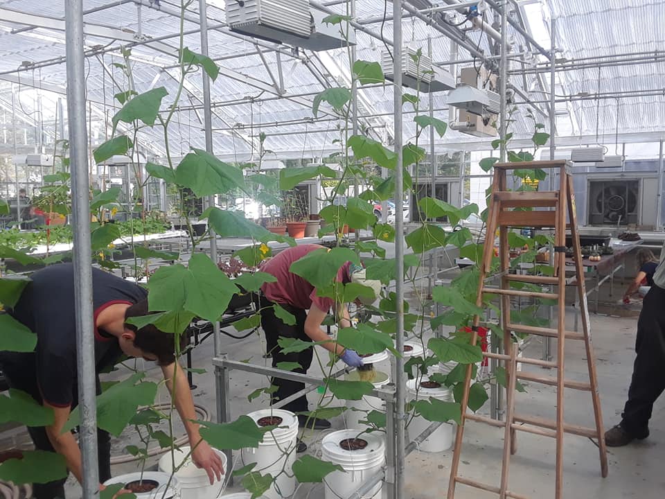 CTStateNV's tweet image. Are you interested in growing plants or sustainable living? Contact Program Coordinator, Christopher Tuccio at ctuccio@nv.edu to learn more about the Horticulture Program