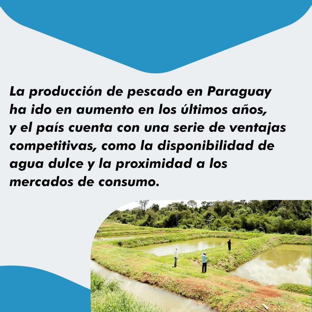 CodasHernan's tweet photo. La producción de pescado está en aumento y ofrece oportunidades para generar ingresos y empleo en las regiones rurales. ¡Aprovecha las ventajas competitivas de nuestro país y emprende en este negocio rentable! 🐟🌿
#CodasSenador #ElCambioYaLlega https://t.co/pANqUjU0nt