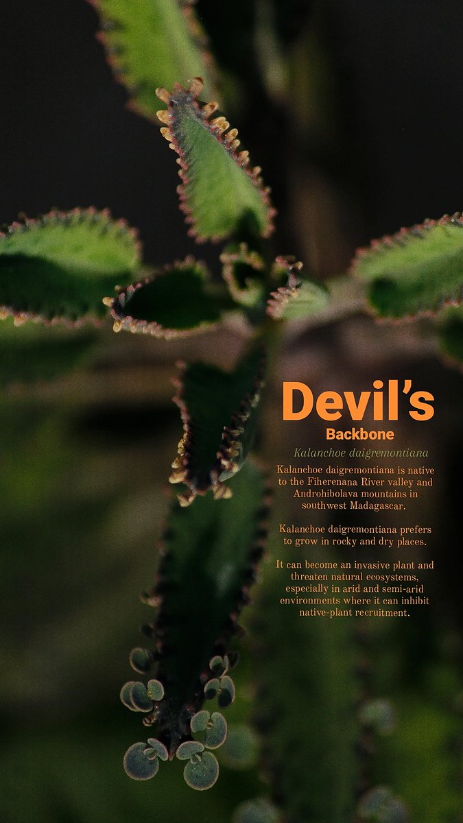SankhanilDhara's tweet image. @SankhanilDhara 
"As you sow, so shall you reap"

#motherofthousands #devilsbackbone 
#plant #Kalanchoedaigremontiana #Bryophyllumdaigremontianum
#Madagascar