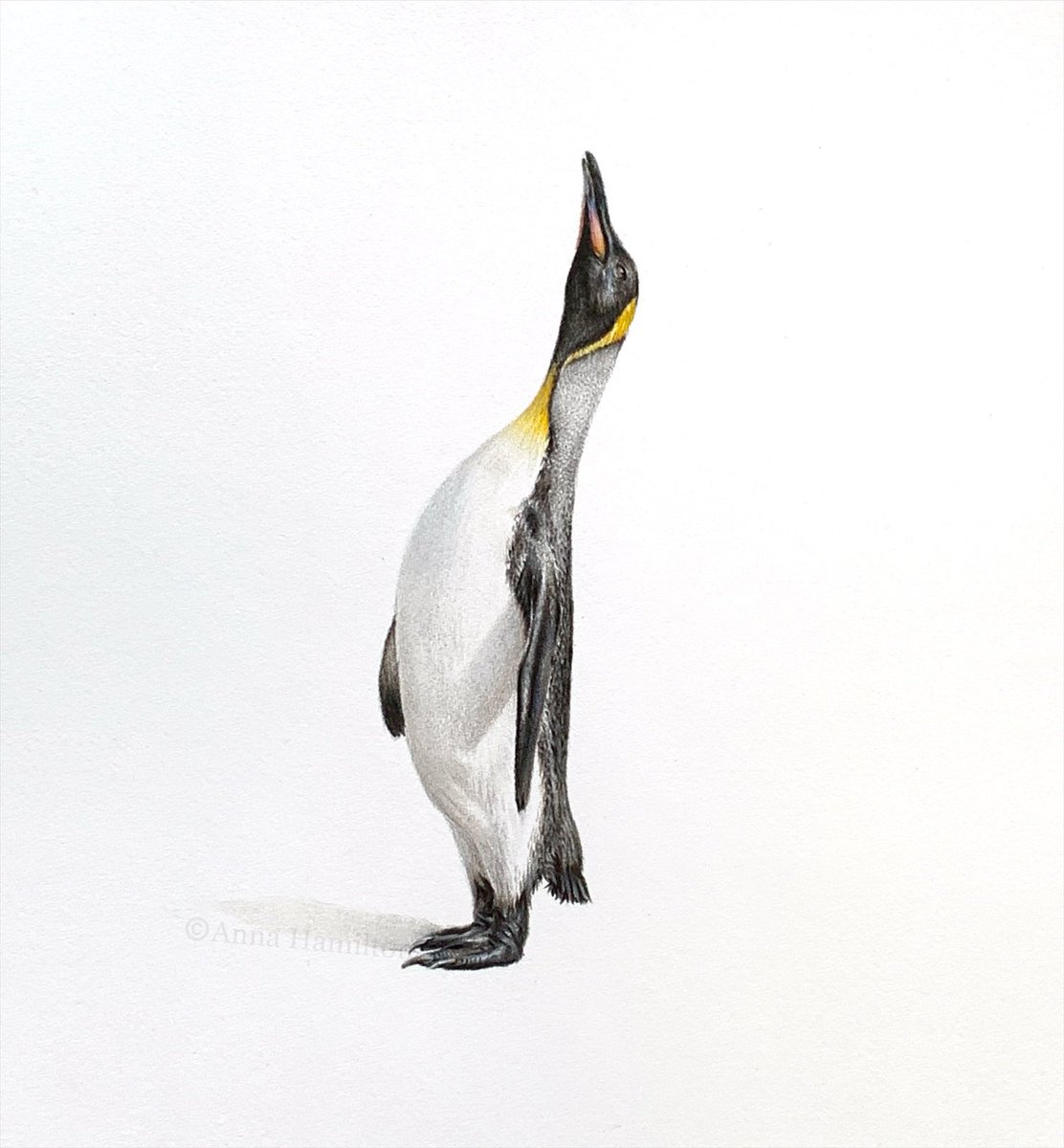 I suppose I can’t let #WorldPenguinDay pass without posting this fella! 💛

#art #ArtistOnTwitter #wildlife