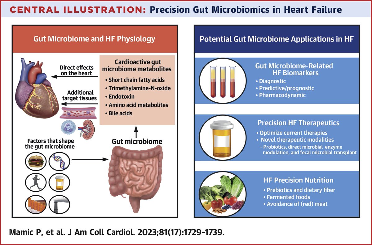 JACC Journals on Twitter "JACC Review What role does the gut