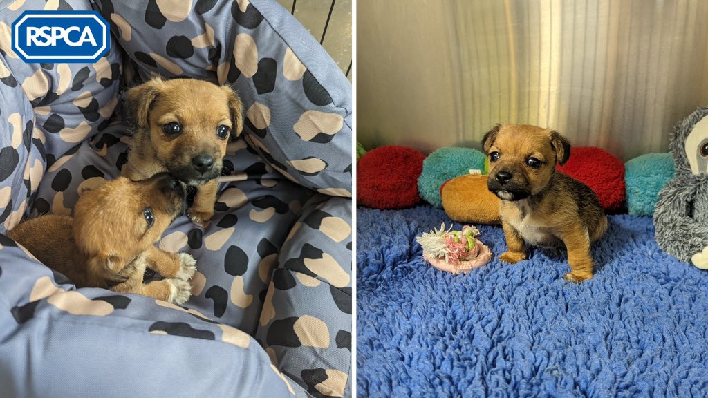🐶💔 Two puppies were found in a plastic bag which was dumped in a hedge in Carmarthenshire on 4th April 😢

If you have any info, please contact our appeals line on 0300 123 8018 ☎️

If you're struggling to take care of your pets, there is help available: bit.ly/3hJbHwN