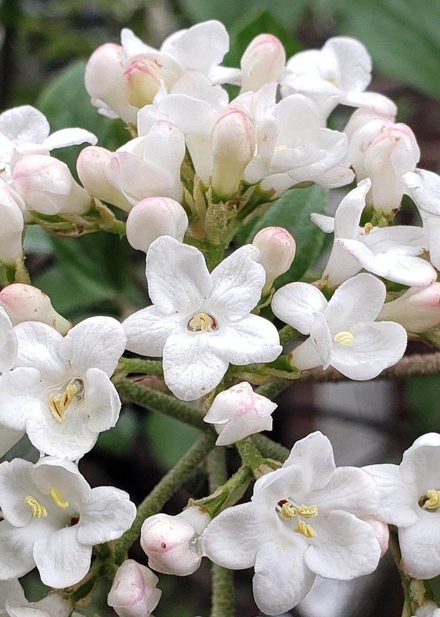 GardenOpus on Twitter "Viburnum × burkwoodii (Burkwood Viburnum