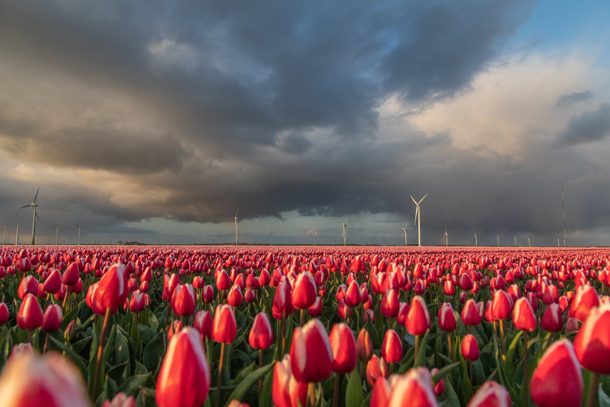 Prachtige wolkenluchten boven de tulpenvelden vanavond. Helaas hielden we het niet droog. Foto's tussen Swifterbant en Lelystad.
<a href="/FlevolandWeer/">Flevoland Weer</a> <a href="/weermanrobert/">➡️ Robert de Vries</a> <a href="/TFlevoland/">Tulpenroute Flevoland 🌷</a> <a href="/Tulpenroute/">Tulpenroute Dronten</a>