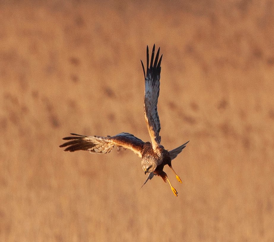 Just one place left on my Wild Day Out on the Somerset Levels this Saturday, 29th April. Last minute I know, but get in touch through the website if you want to join. simonkingwildlifetravel.com/avalon-marshes… #wildlifetravel #wildlifephotography #nature #WildIsles #nature