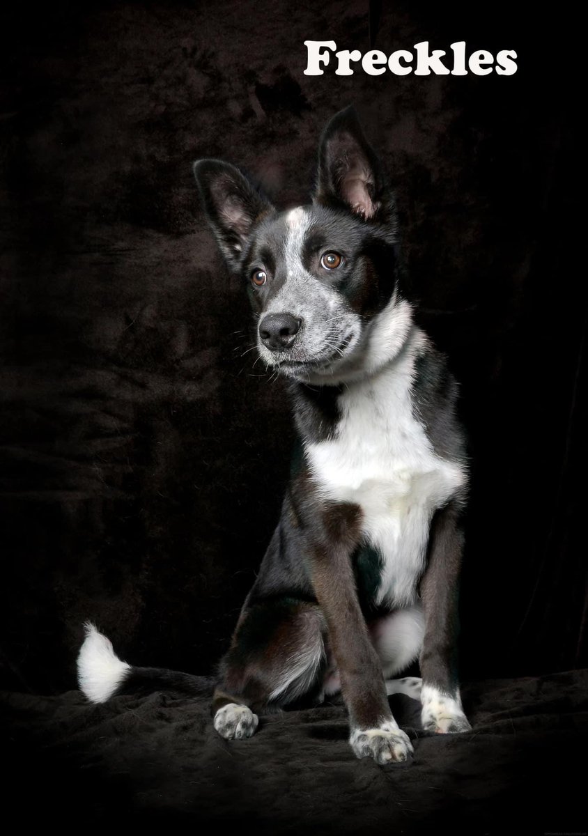 🐾Freckles is a 4 month old male, Australian cattle dog. Good with dogs but plays rough. More details on our Facebook page here m.facebook.com/story.php?stor…