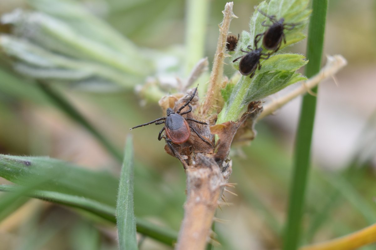 What makes viruses tick? (@virusestickcvr) on Twitter photo CW: Arachnids
Yesterday, we spent a fantastic day in Perthshire collecting ticks & having conversations with local community members
Look at these beauties below. On the left, a mating pair of ticks, on the right a number of questing Ixodes ricinus
📷<a href="/_andyclarke_/">Andy Clarke</a> CW: Arachnids
Yesterday, we spent a fantastic day in Perthshire collecting ticks & having conversations with local community members
Look at these beauties below. On the left, a mating pair of ticks, on the right a number of questing Ixodes ricinus
📷<a href="/_andyclarke_/">Andy Clarke</a>
