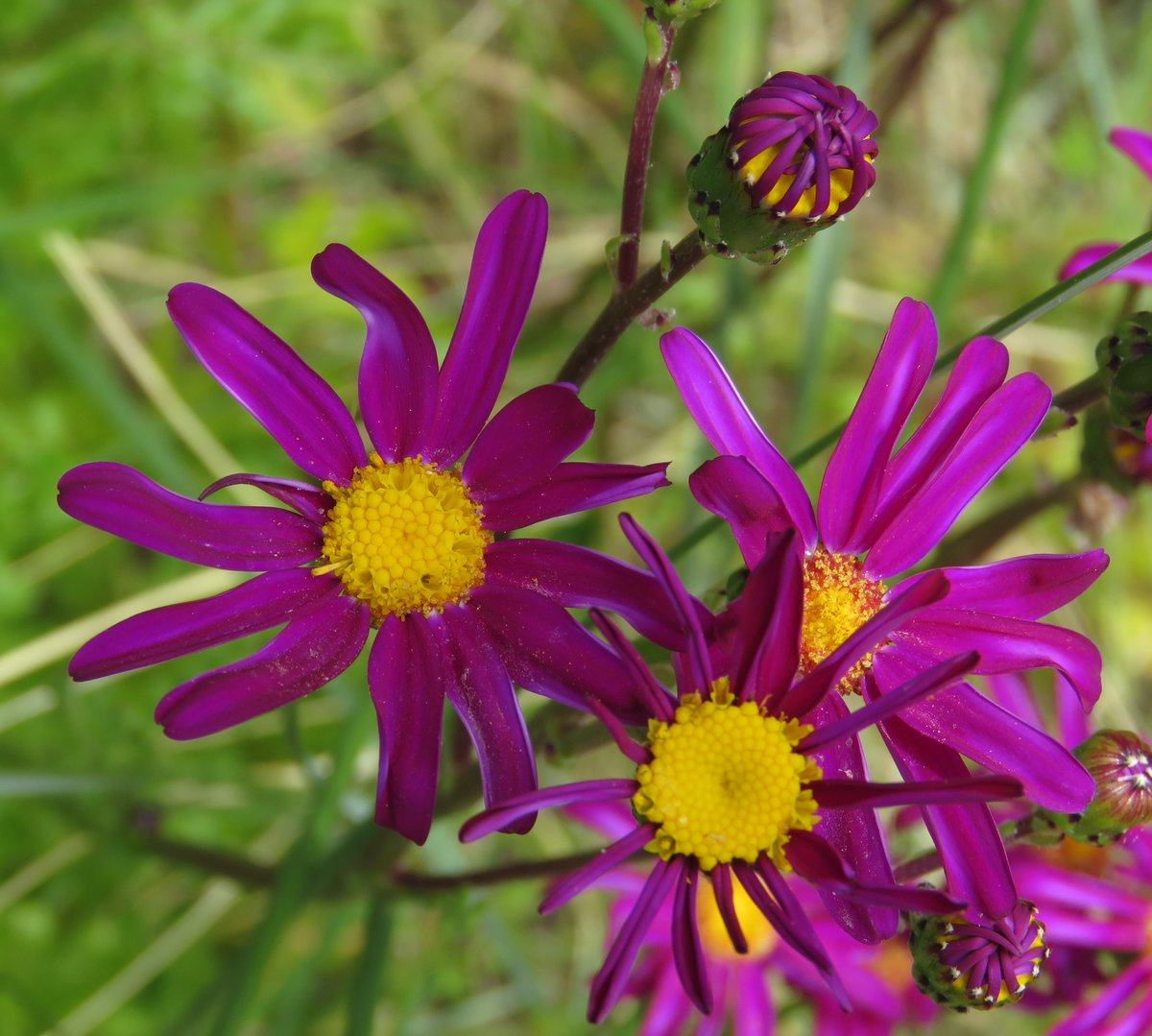 Exotic purple daisy on the coastal dunes of Bruny Island may have illicit origin.

talkingplants.blogspot.com/2023/04/coasta…

#TalkingPlants