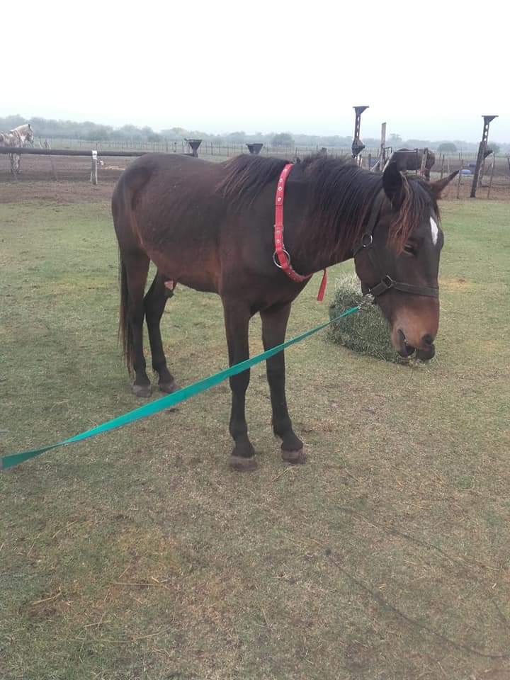 LiberacionONG's tweet photo. Buenas tardes, amigos de liber! 🐴

En el día de la fecha, el Dr. Marias Leale llevó adelante la castración de Beltrán, Cielo y el Percherón!
Ahora unos días de antibióticos y ya podrán unirse a la tropa! https://t.co/E5nd2miSyZ