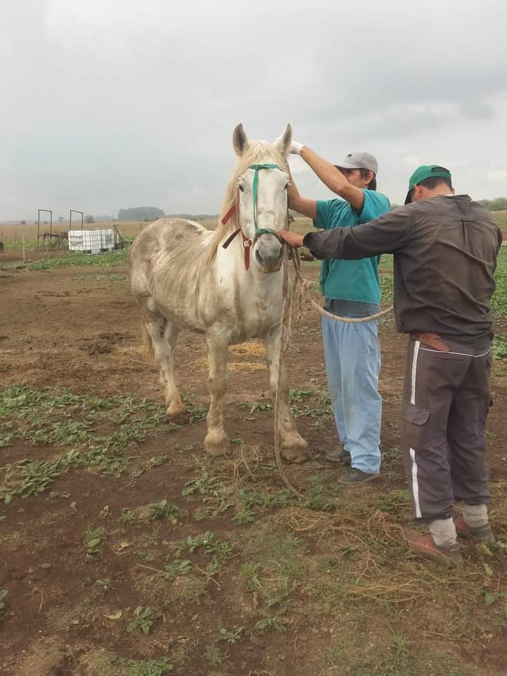 LiberacionONG's tweet photo. Buenas tardes, amigos de liber! 🐴

En el día de la fecha, el Dr. Marias Leale llevó adelante la castración de Beltrán, Cielo y el Percherón!
Ahora unos días de antibióticos y ya podrán unirse a la tropa! https://t.co/E5nd2miSyZ